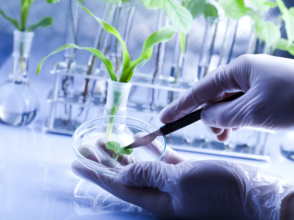 Biotecnologia agrícola: inovações em sementes, defensivos e fertilizantes