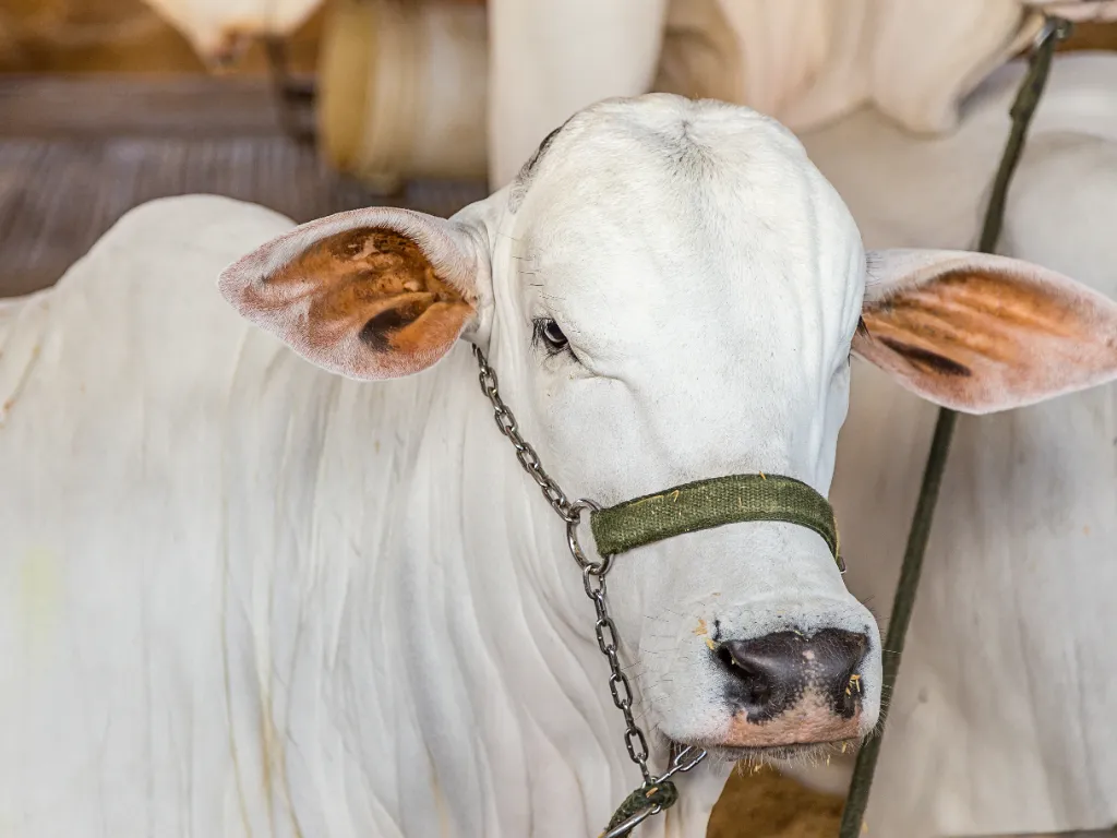 Pecuária brasileira: números da produção de carne bovina, suína e de aves